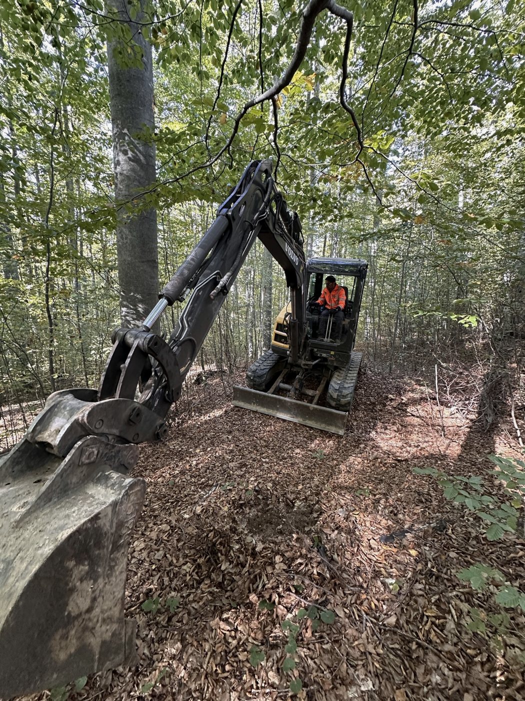 Excavator pe traseu, în pădurea de fag